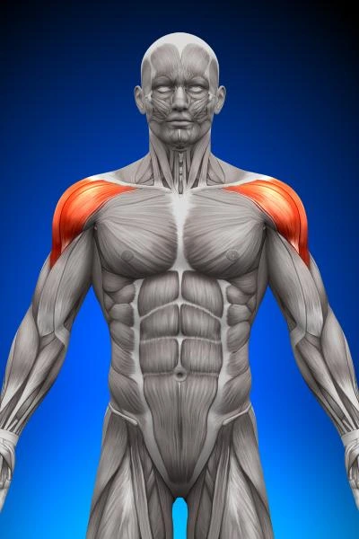 Buy GDF-8 Myostatin UK from Reta Peptide Lab