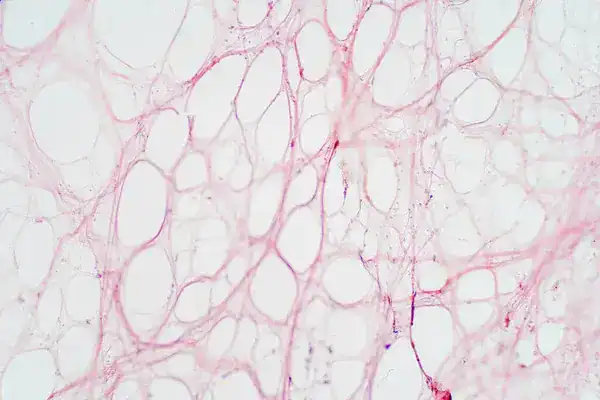 Cartalax Bioregulator is Essential for Healthy Connective Tissue