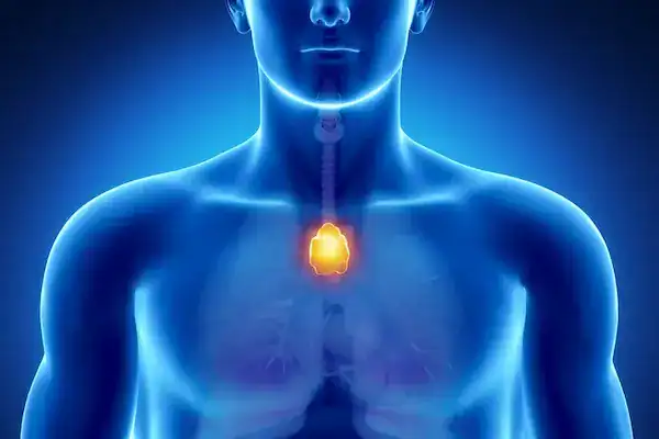 3D illustration of the body upper torso highlighting the thymus gland in the chest, the site where Vilon Peptide supports T-cell maturation and thymus-driven immune development.